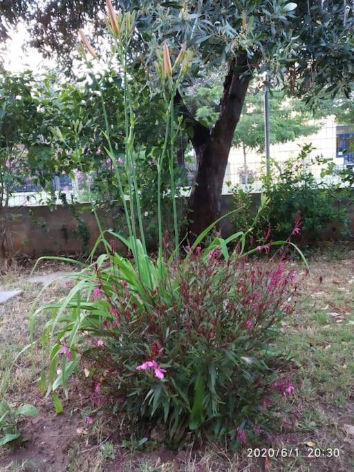 Anadora 2: Hospitable Stone House With Yard Apartamento Alexandroupoli Exterior foto